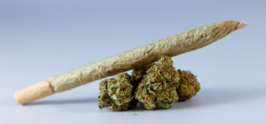 Close-up image of a rolled cannabis joint resting on top of green marijuana buds against a neutral background